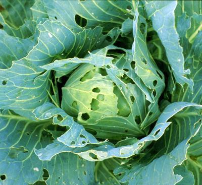 Cabbage (Brassica oleracea, Capitata) Cabbage Insects -Cabbage worms: Include cabbage looper, imported cabbage worm, and larvae of diamondback moth.