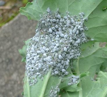 Cabbage (Brassica oleracea, Capitata) Aphids -Cabbage aphids (Brevicoryne brassicae)