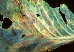 Cabbage (Brassica oleracea, Capitata) Cabbage Diseases -Black rot: Caused by a bacterium Xanthomonas campestris. -The diseases can appear at any stage.