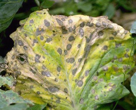 Cabbage (Brassica oleracea, Capitata) -Black leg: -Caused by fungus Phoma lingam. -It is a dry rot, that attacks the stem of young plants.