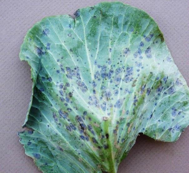 Cabbage (Brassica oleracea, Capitata) -Alternaria: -Caused by several fungi species.
