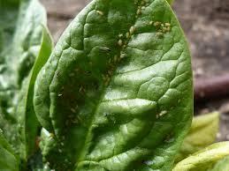 Insect Pests Spinach (Spinacia