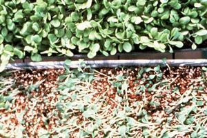 Diseases Spinach (Spinacia oleracea) Damping-off (Pythium).