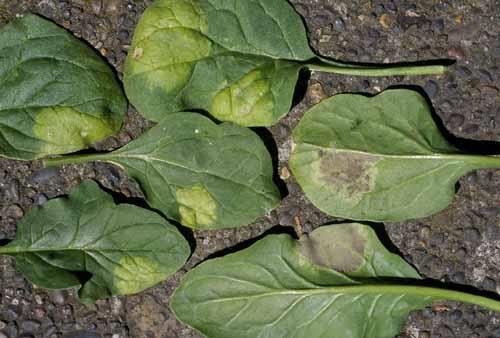 Diseases Spinach (Spinacia oleracea) Downy Mildew or blue mold (Peronospora effusa) -Can cause serious losses in cool, wet weather.