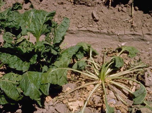Diseases Spinach (Spinacia oleracea) Fusarium Wilt (Fusarium salani) -Causes young plants to appear yellow and stunted and older leaves may wilt and fail to