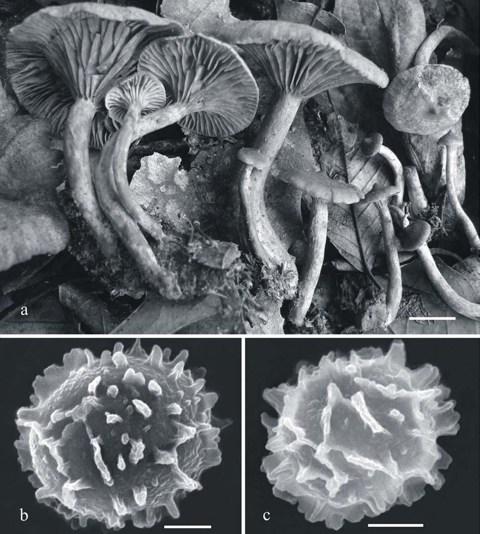 Fungal Diversity Fig. 1. Lactarius areolatus (Montoya 4447). a. Basidiomes. b-c. Basidiospores under SEM. Bars: a = 10 mm, b-c = 2 µm. Known distribution: U.S.A., Mexico. Material examined: MEXICO.