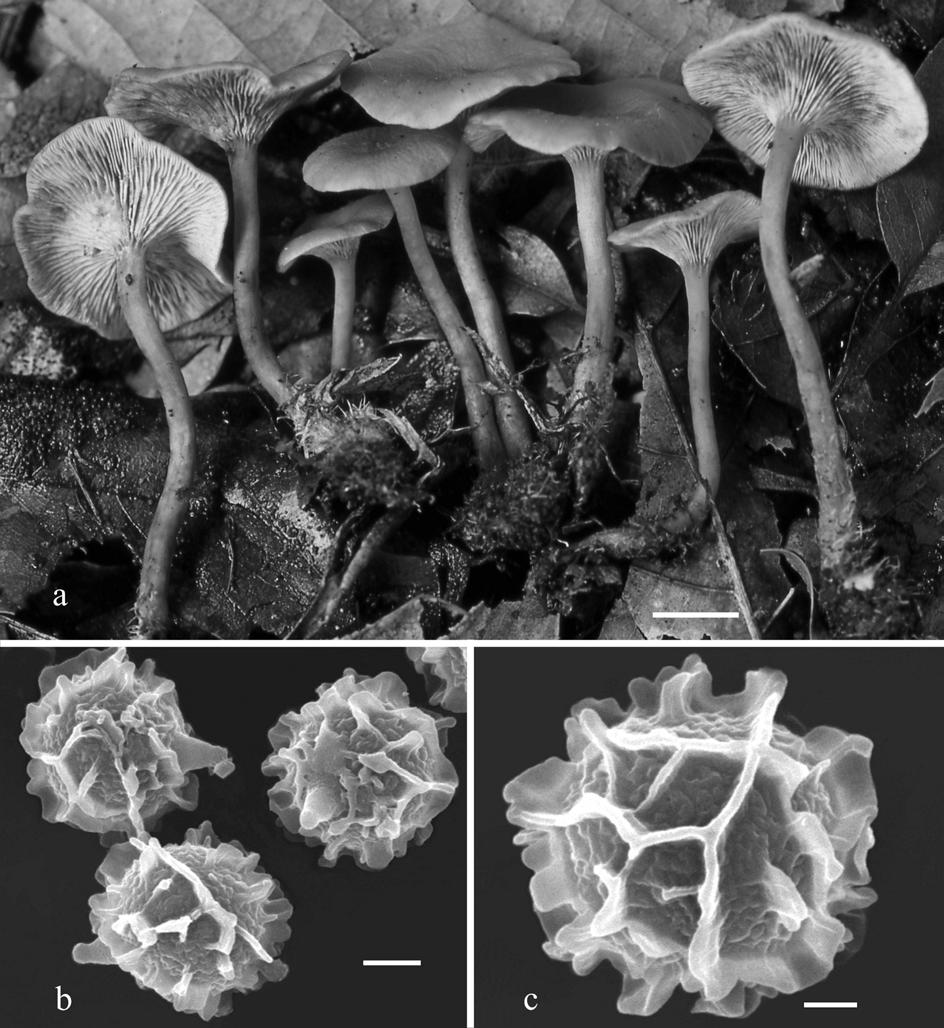 Fig. 4. Lactarius strigosipes. a. Basidiomes (Corona 268). b-c. Basidiospores under SEM (from holotype). Bars: a = 10 mm, b = 2 µm, c = 1 µm.