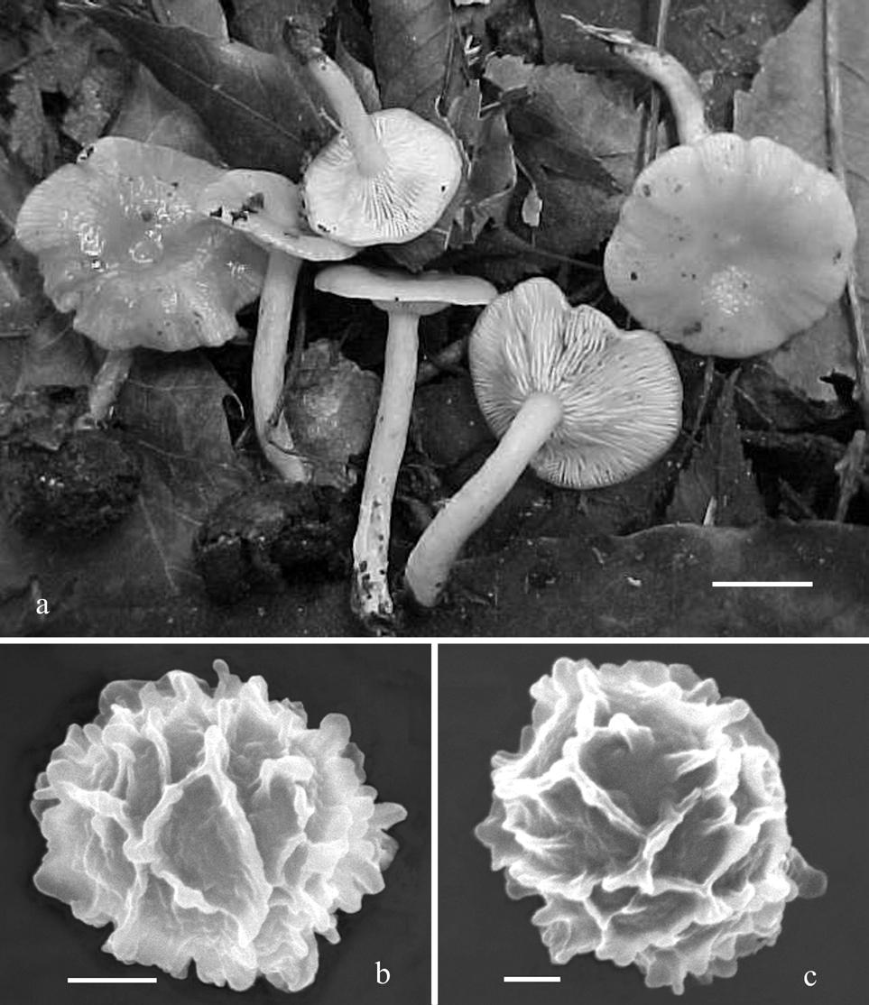 Fungal Diversity Fig. 7. Lactarius minusculus (Montoya 4009). a. Basidiomes. b-c. Basidiospores under SEM. Bars: a = 10 mm, b = 2 µm, c = 1 µm.