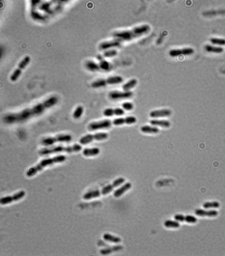Acetobacter Active < 86ºF and ph > ~4.5 in aerobic environments.