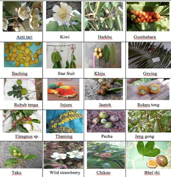 Figure 3: Photos of some of the collected wild fruits from Arunachal