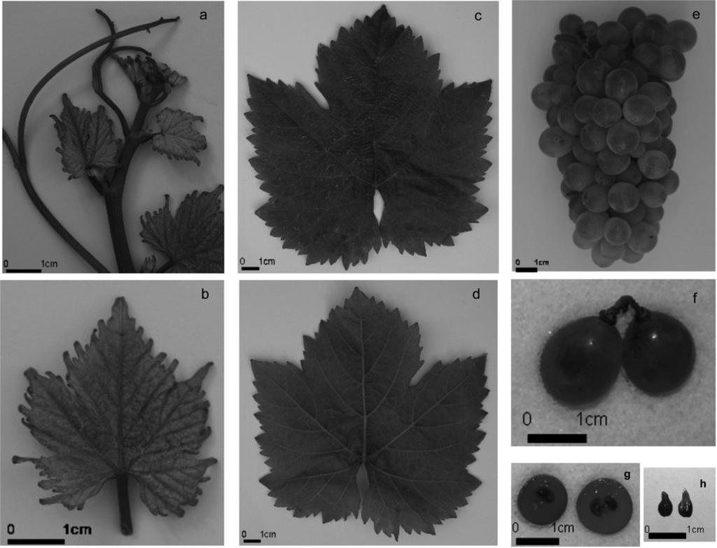Emilia DÍAZ-LOSADA et al. The ampelographic characteristics of shoots, young and mature leaves, bunches and berries of Albilla are presented in Table 2 and Figure 1.