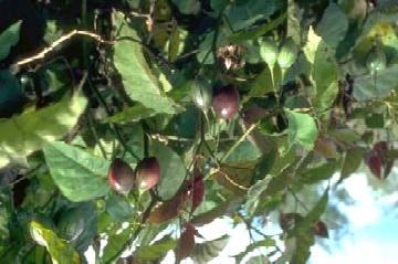 is a semi-woody shrub or small tree 2-3 m high, rarely 5 m. It is unarmed, pubescent, with a short trunk and stout lateral branches. The bark is grey. fruits (French B.