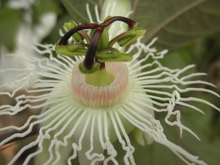HISTORY OF THE PASSION FLOWER When Spanish explorers were introduced to passion fruit they called them