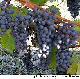 Produced as a cross between Folle Blanche and an unknown variety of American grape (Vitis riparia).