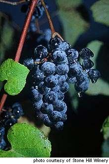 The oldest hybrid grape in the US, originally cultivated in Virginia in the 18 th century. Won Best Red of All Nations in 1873 at a wine competition in Vienna (made in Missouri).