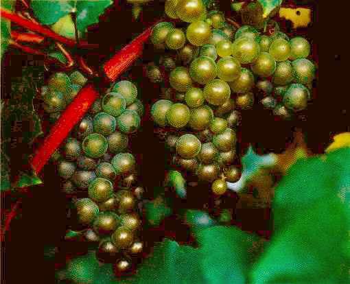 First relieved in 1985. It is related to Seyval Blanc and another hybrid related to Pinot.