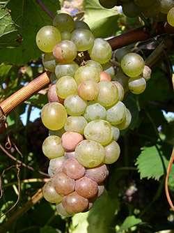 Produces an excellent dessert wine when picked late. Can develop good sugar levels and acidity.