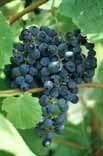 Red Grapes Dark-coloured grapes comes in colours that range from red to blue to purple to black in