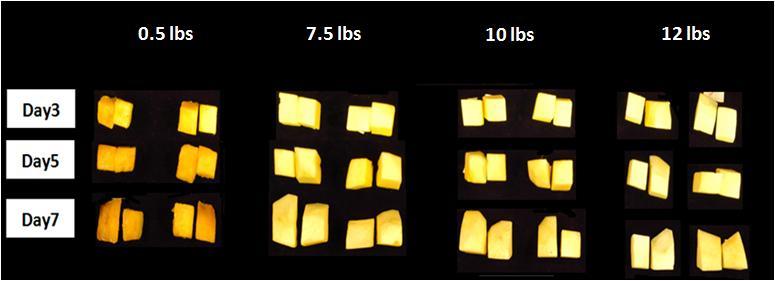 mangos that were 7.5, 10.0 and 12.0 at the time of cutting were equally marketable until day 5, at which time the 12.0 lb mangos had higher quality until day 9 of storage. Figure 6.