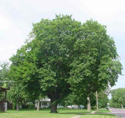 The Norway Maple was first purposely imported to North America in the mid-1700s and is now considered a risk.