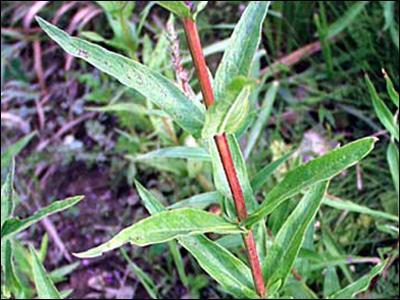 Purple Loosestrife - Lythrum salicaria Physical Description Purple Loosestrife is a perennial herb