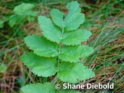 Wild Parsnip - Pastinaca sativa Physical Description Wild Parsnip is a large plant that can