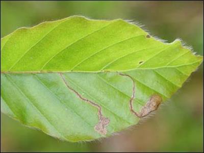 Adults overwinter under bark or in leaf
