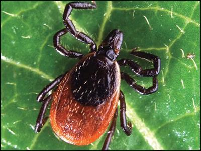 Blacklegged ticks generally live in wooded areas that provide the humidity they need to