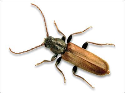 Brown Spruce Longhorn Beetle (BSLB) - Tetroplum Fuscum Physical Description As the BSLB has a
