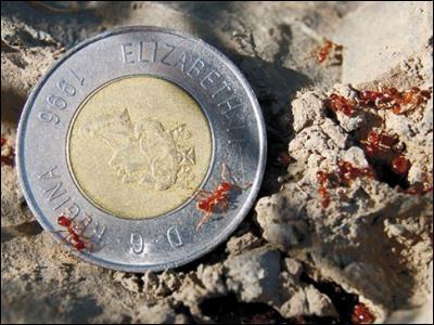 European Fire Ant - Myrmica rubra Physical Description