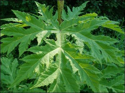 As the plant reproduces by seed, cutting down the plants before they bloom is considered a suitable means to control Common Burdock.