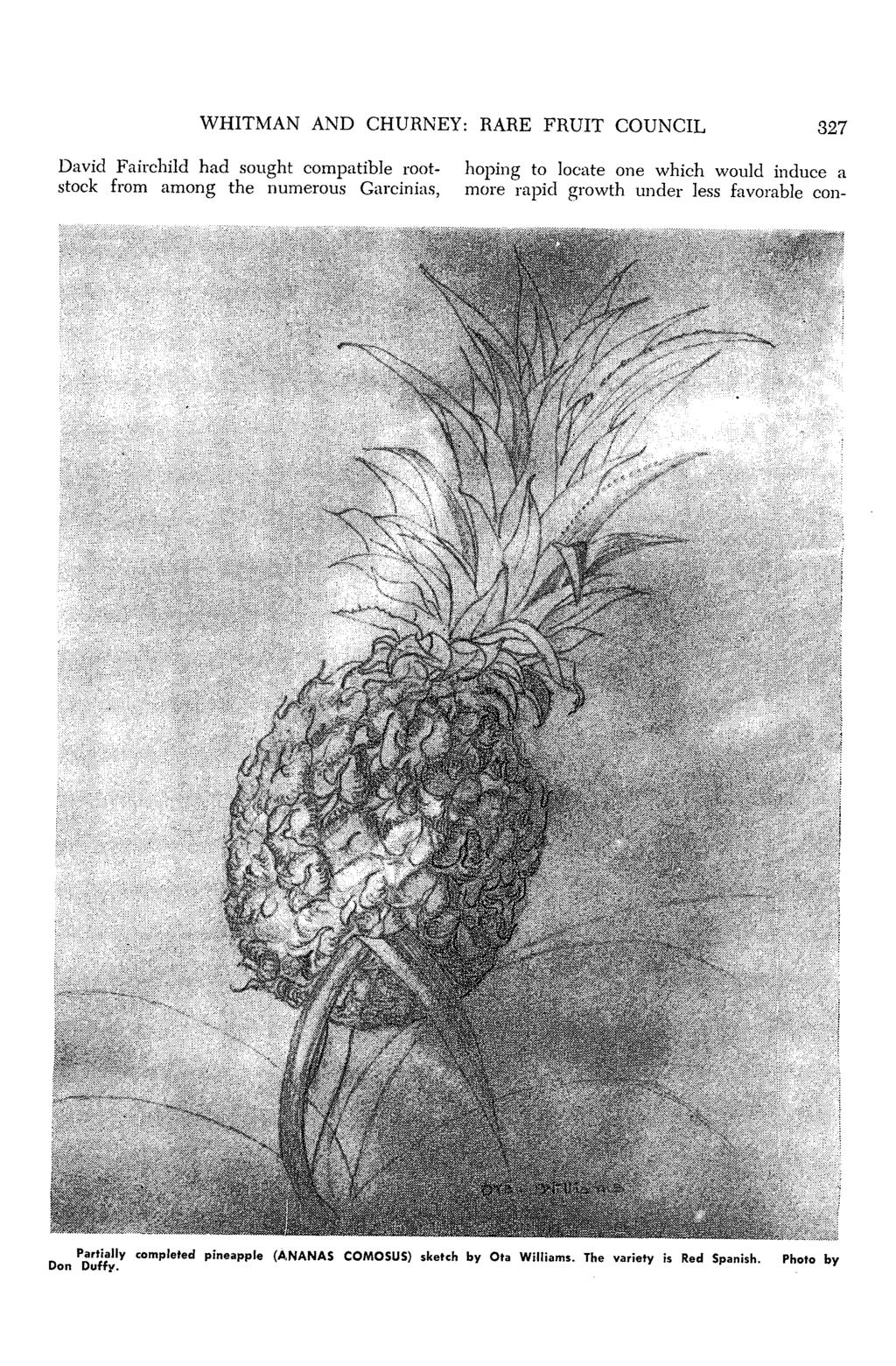 WHITMAN AND CHURNEY: RARE FRUIT COUNCIL 327 David Fairchild had sought compatible root- hoping to locate one which would induce a stock from among the numerous