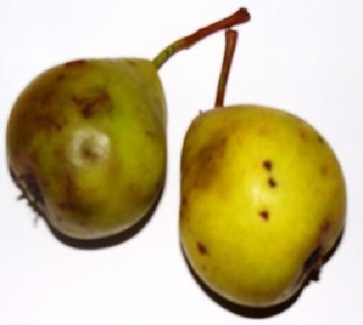 Pear Carigradsko avche Fig. 2.