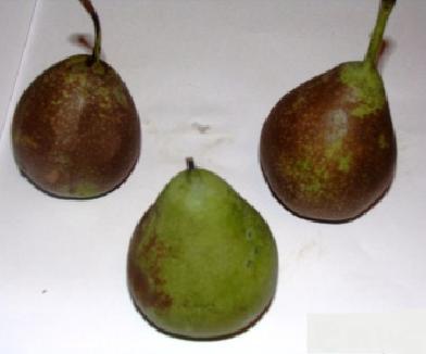Pear Tiranka Fig. 9.