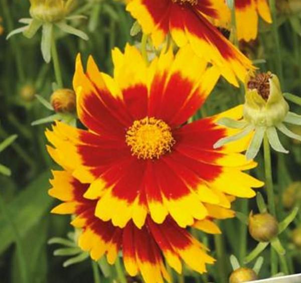 Flowers; n/a Coreopsis