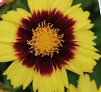 June- August Coreopsis