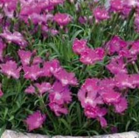 Dianthus Kahori Pink
