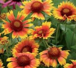 Colour Flowers; May -