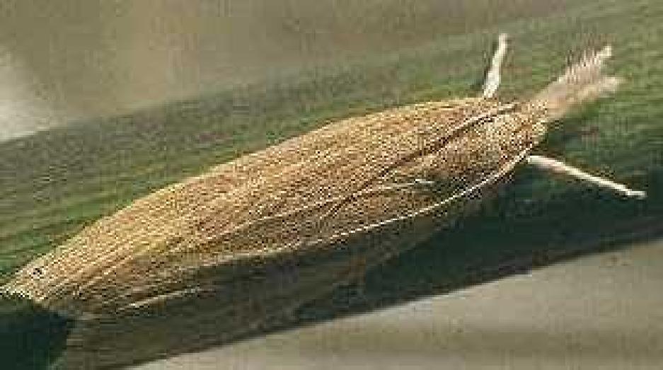 chấm đen nhỏ, ở con cái rõ hơn con đực. Cánh trước dài từ 12 18 mm.