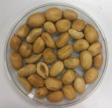 GA 06G Normal-oleic runner-type peanut variety developed by University of Georgia s Coastal Plain Experiment Station in Tifton, Ga., and released in 2006.