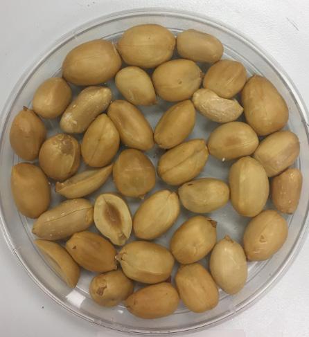 GA 06G Normal-oleic runner-type peanut variety developed by University of Georgia s Coastal Plain Experiment Station in Tifton, Georgia, and released in 2006.