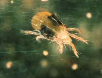 Spider mites Symptoms Stippling of leaves,