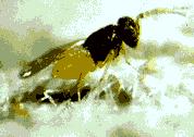 Biological Control Parasitic wasps