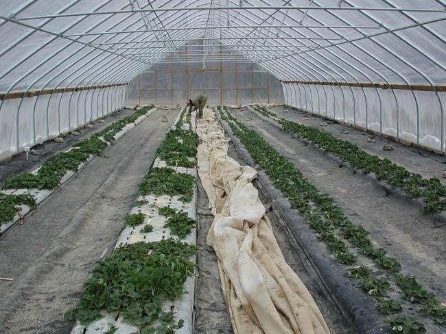 High Tunnel Production for Fall Crop Grower interest is high: Up to $4.00/lb.