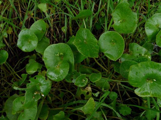 INDIAN (MINER S) LETTUCE Claytonia perfoliata Bodega Miwok: chópoko-kali