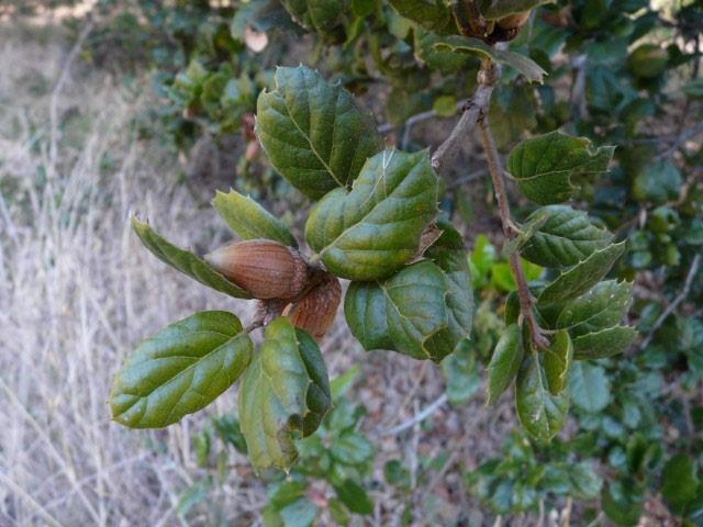 COAST LIVE OAK Quercus agrifolia Bodega Miwok: ṣáaṭa Marin Miwok: ṣáaṭa Food: Acorns dried, peeled, ground