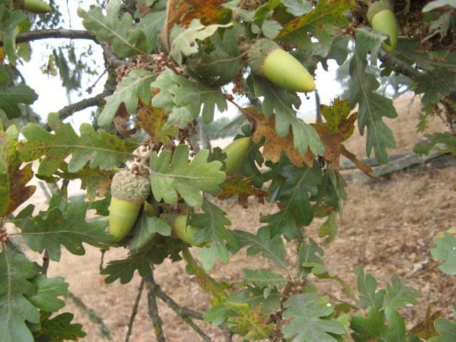 VALLEY OAK Quercus lobata Bodega Miwok: Not known Marin Miwok: hákya Food: Largest acorn of the oaks;