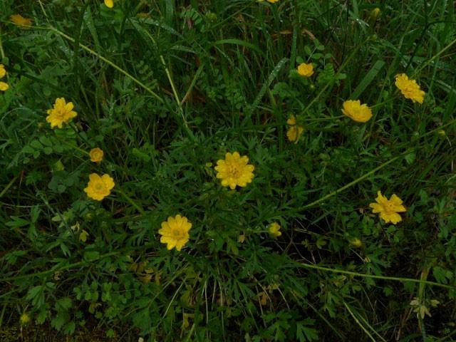 CALIFORNIA BUTTERCUP Ranunculus californicus Bodega Miwok: ṣitíila (generic term for several edible