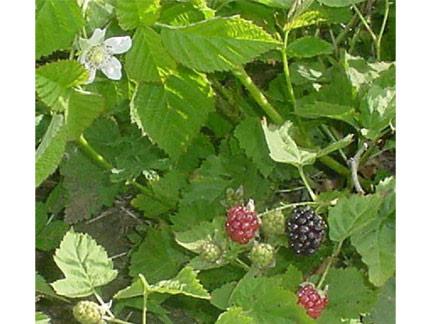 CALIFORNIA BLACKBERRY Rubus ursinus Bodega Miwok: wáṭe Marin Miwok: wáṭe Food: Berries eaten fresh.