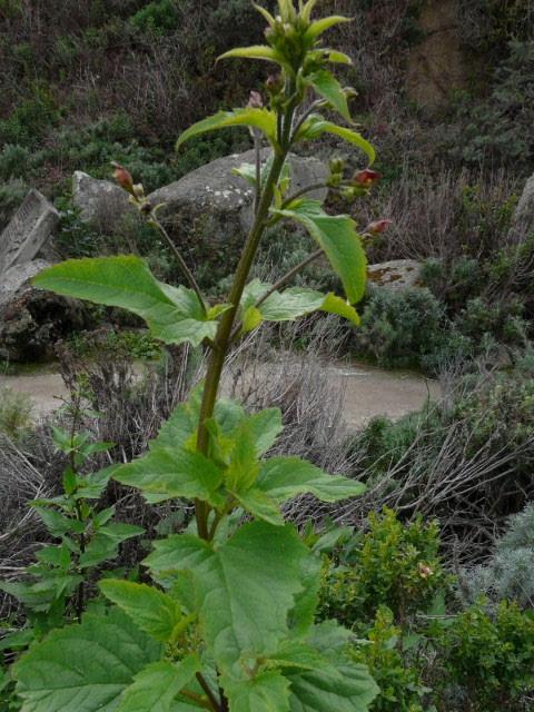 BEE PLANT Scrophularia californica Bodega Miwok: Not known Marin Miwok: kawáacho (sugar) Medicine: Leaves cooked